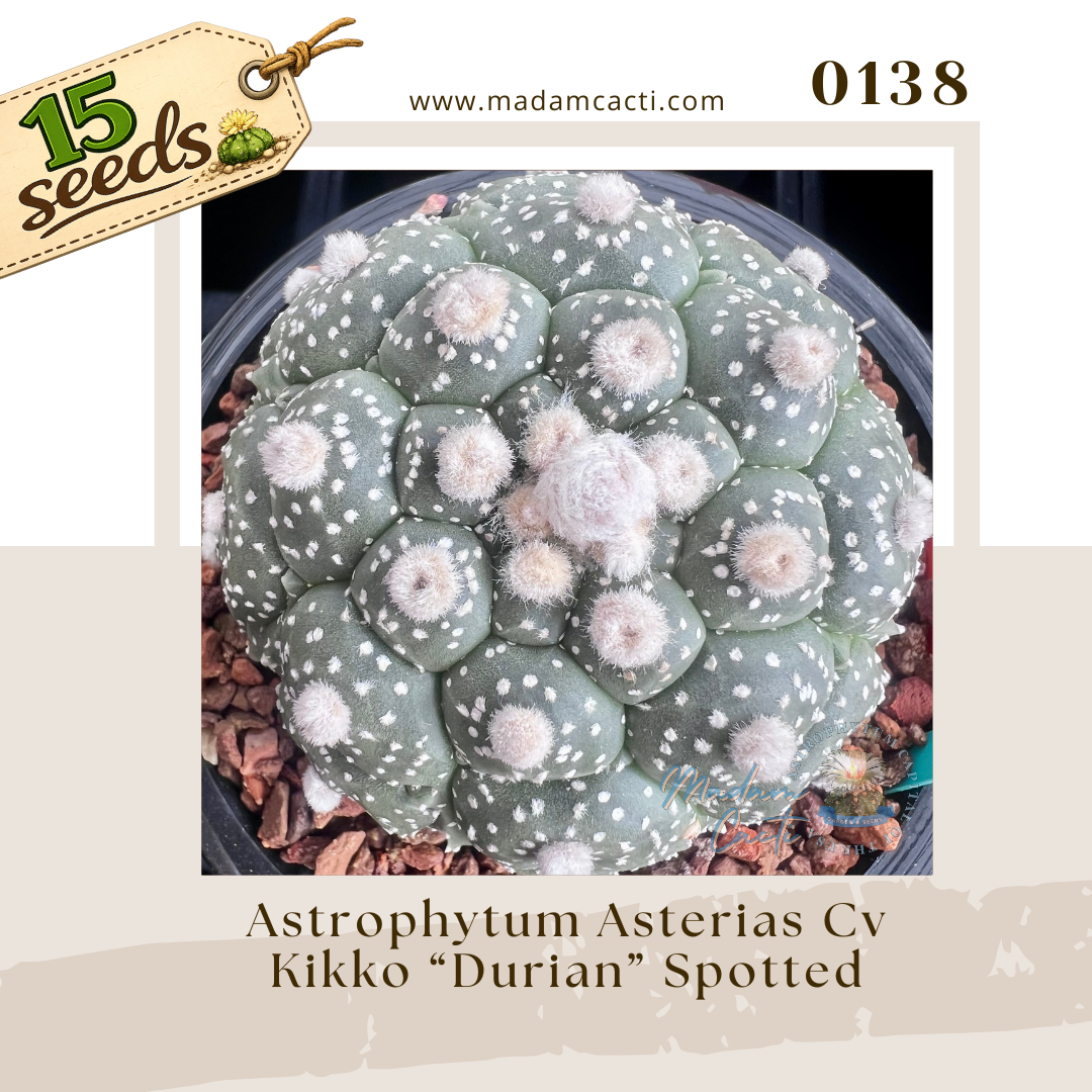 0138 – Astrophytum Asterias Cv. Kikko “Durian” Spotted (15 Seeds)