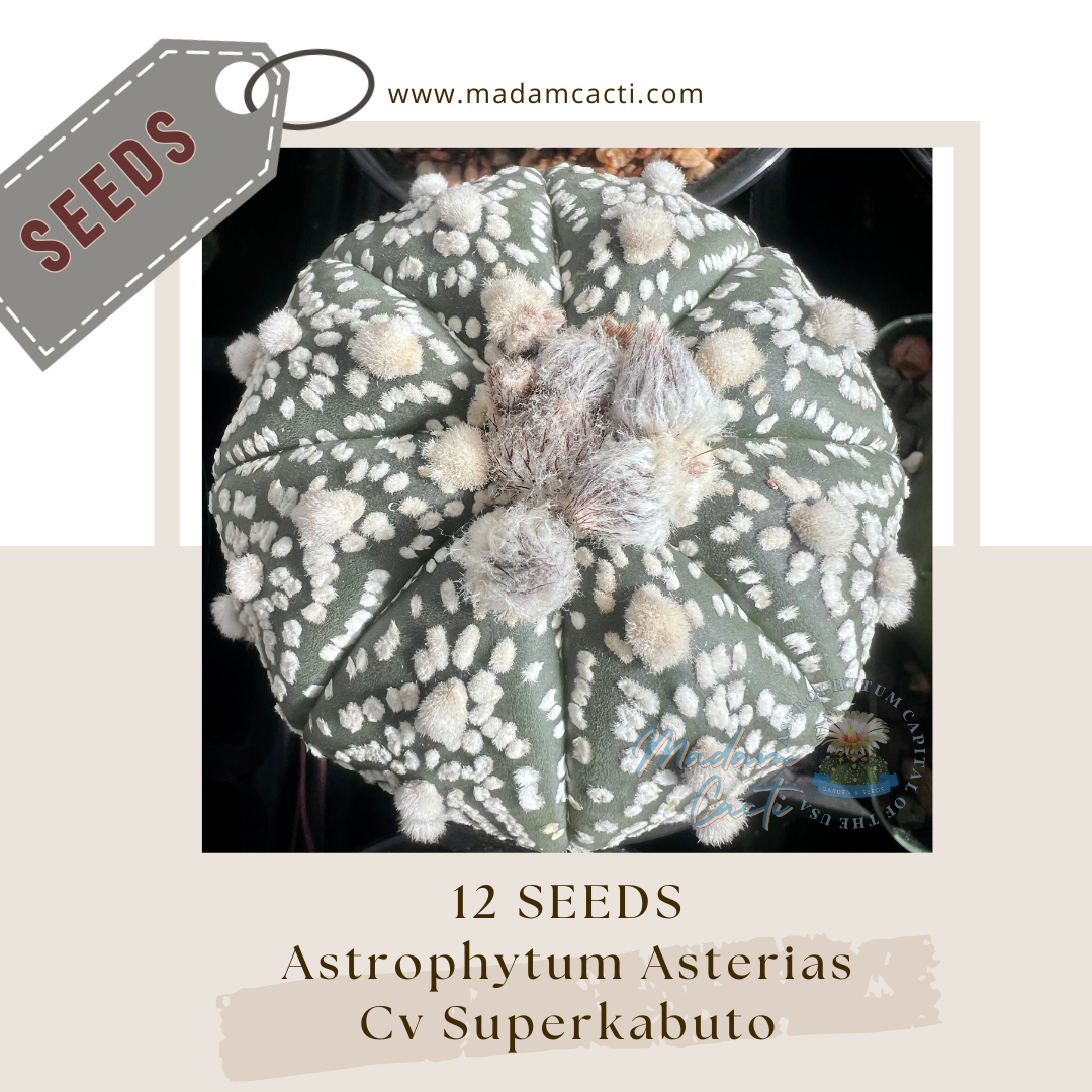 A. Asterias Cv Superkabuto (12 Seeds)