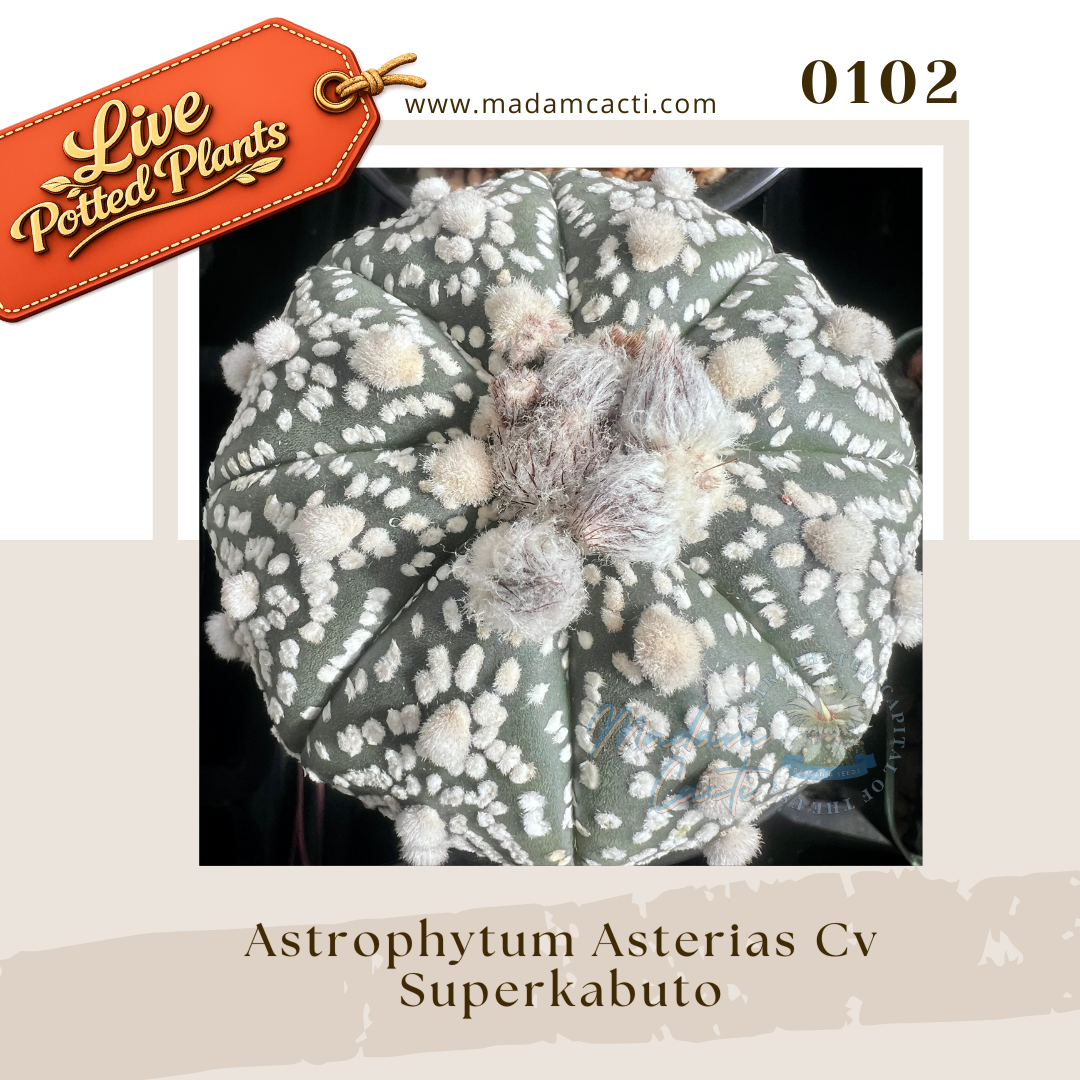 0102 – Astrophytum Asterias Cv. Superkabuto Live Potted Plant