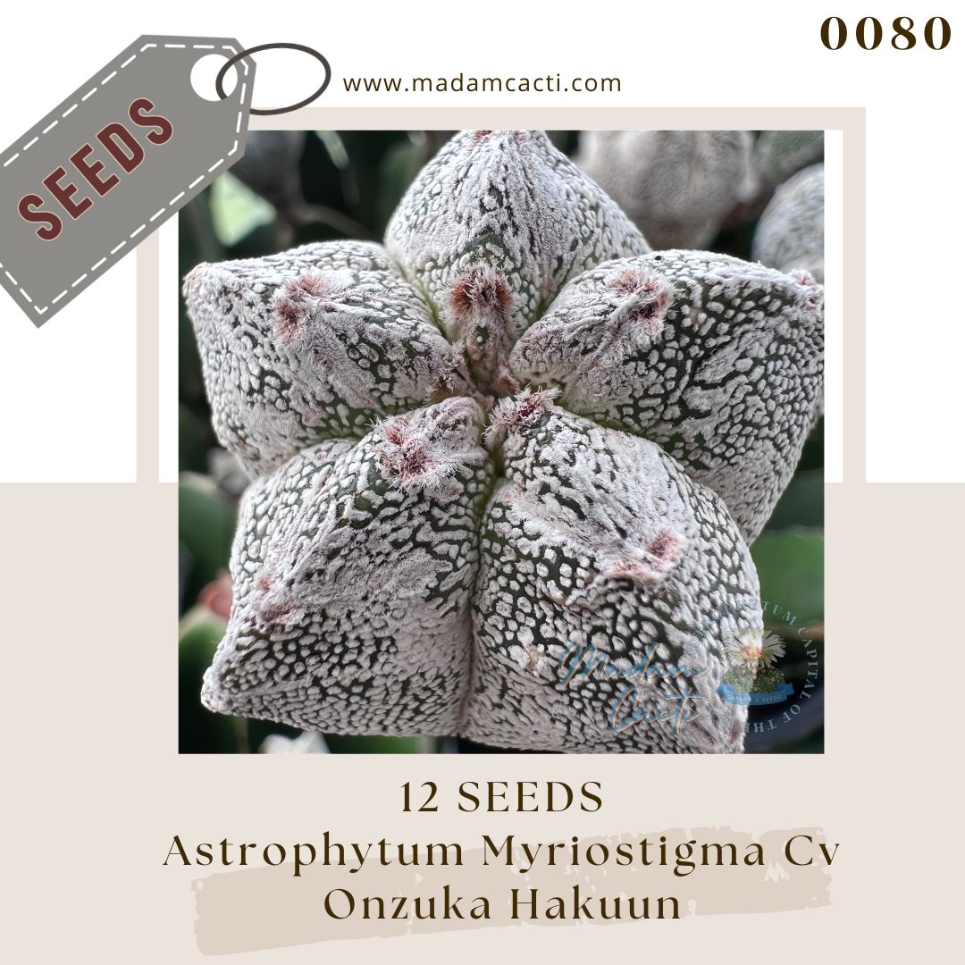 0080 Astrophytum Myriostigma Cv Onzuka Hakuun  (12 Seeds)