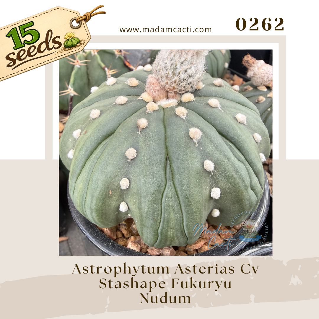 0262 – Astrophytum Asterias Cv. Starshape Fukuryu Nudum (15 Seeds)