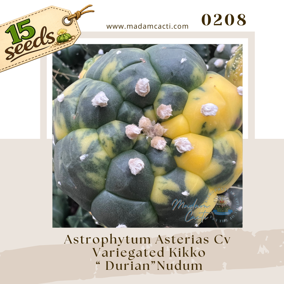 0208 – Astrophytum Asterias Cv. Variegated Kikko “Durian” Nudum (15 Seeds)