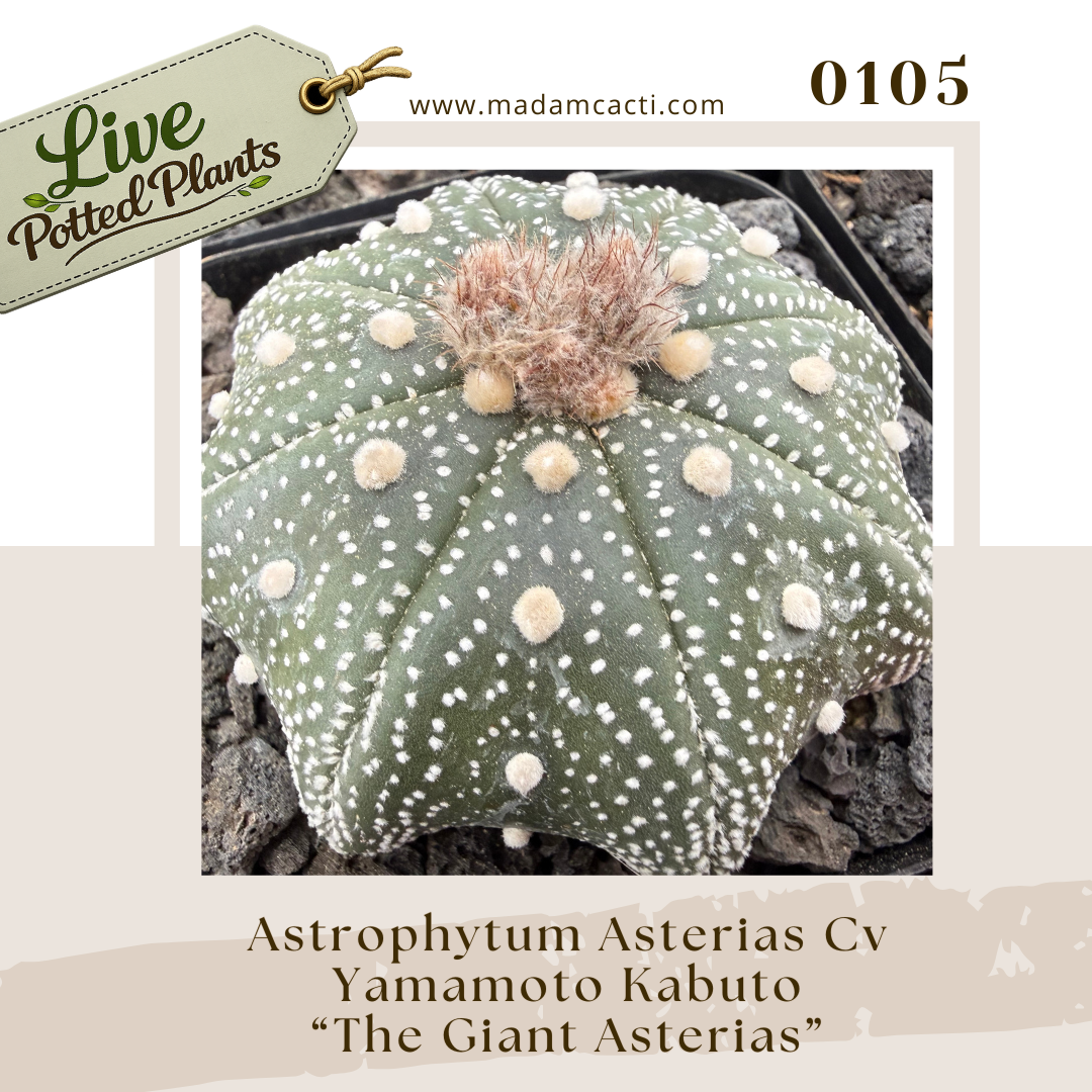 0105 – Astrophytum Asterias Cv. Yamamoto Kabuto “The Giant Asterias”