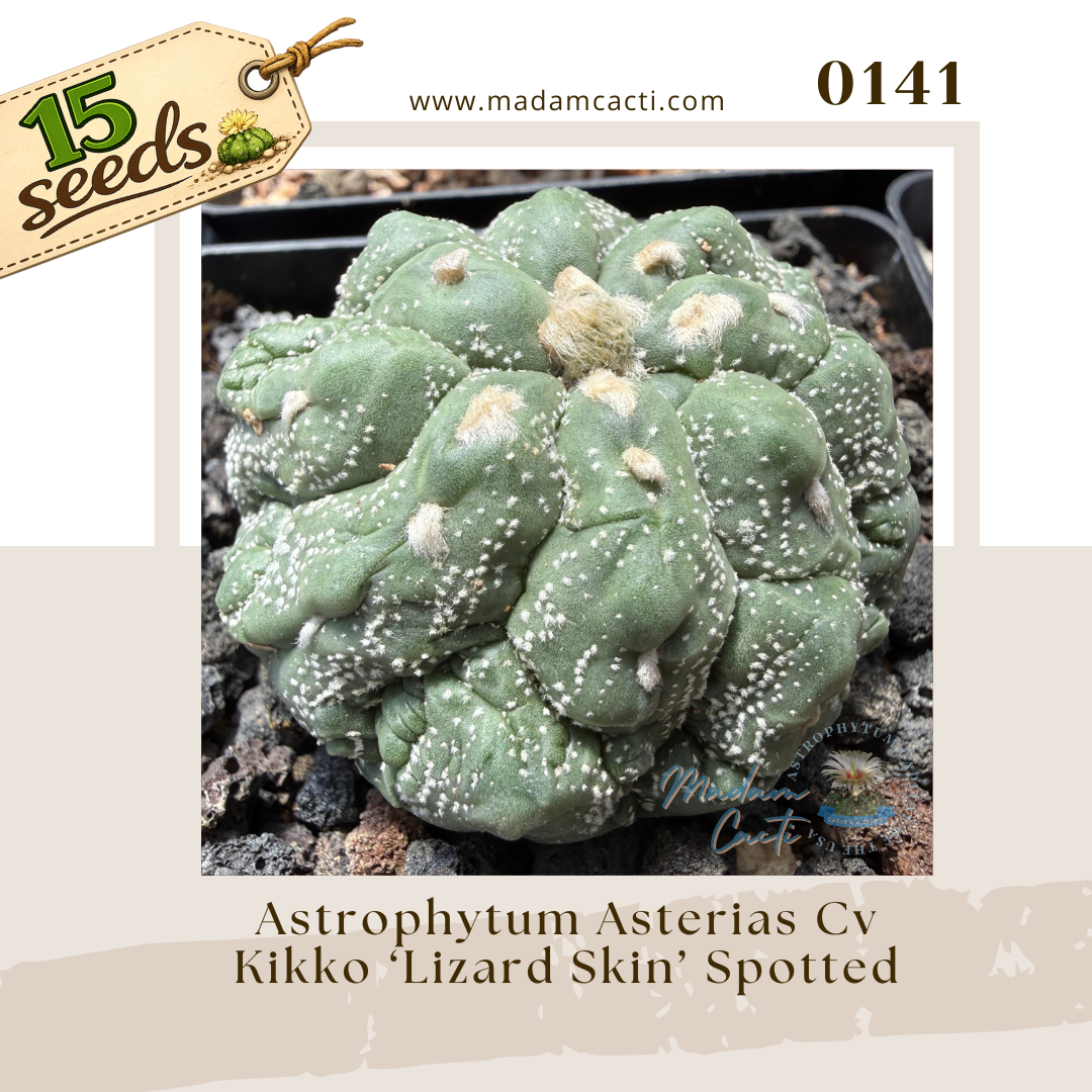 Seed Listing - ASTERIAS (10).png