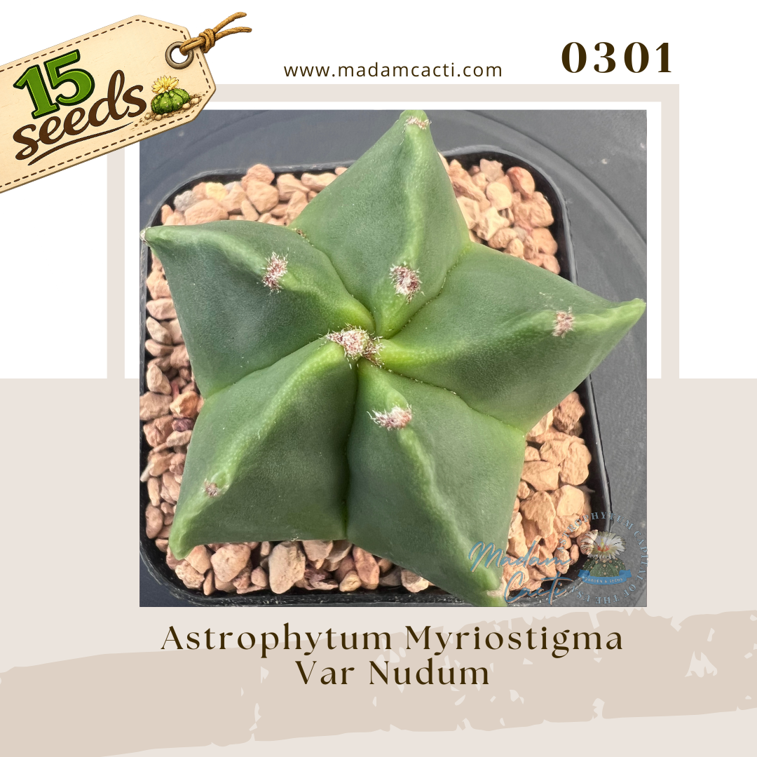 0301 – Astrophytum Myriostigma Var. Nudum (15 Seeds)