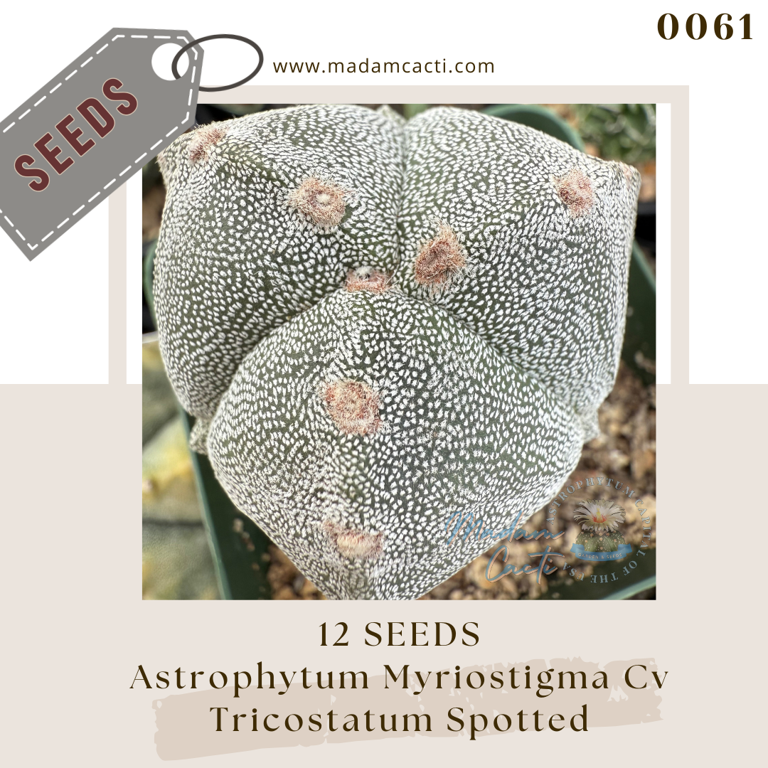Seeds (22).png