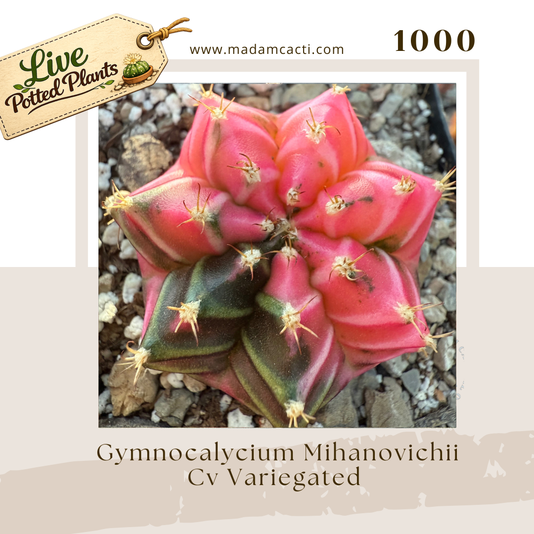 1000 – Gymnocalycium Mihanovichii Cv. Variegated