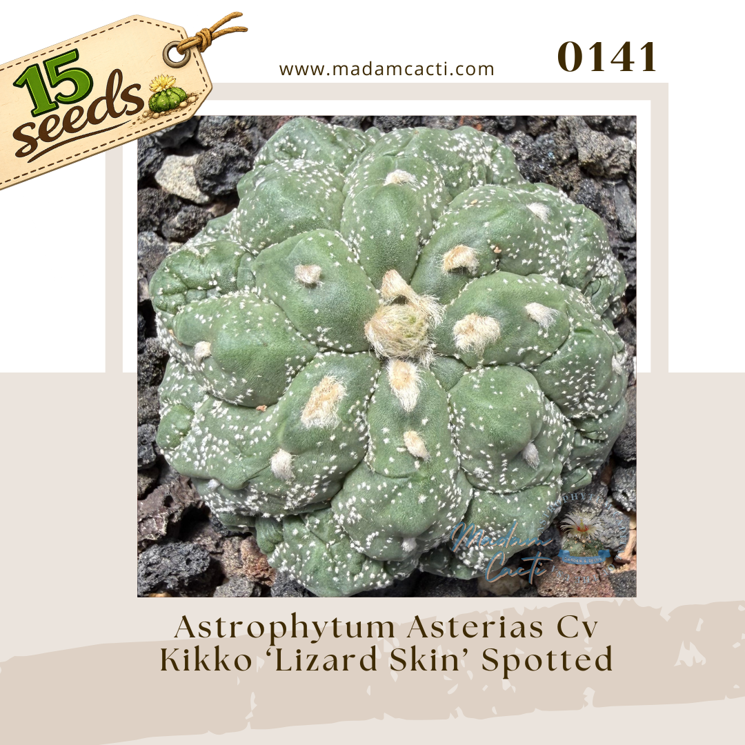 Seed Listing - ASTERIAS (11).png
