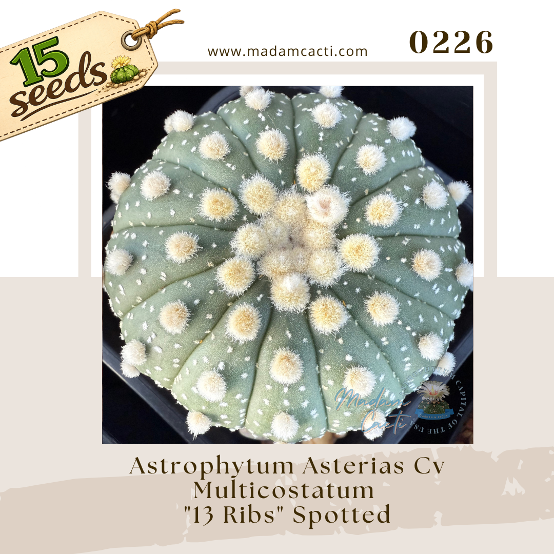 Seed Listing - ASTERIAS (69).png