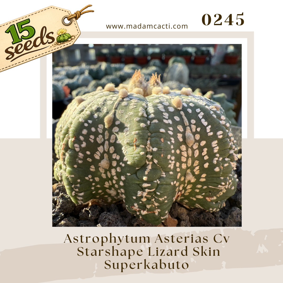 0245 – Astrophytum Asterias Cv. Starshape Lizard Skin Superkabuto (15 Seeds)
