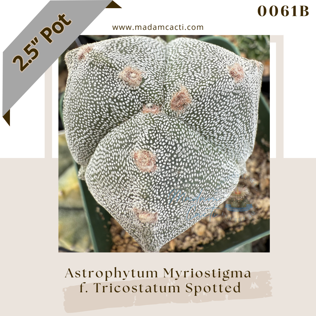 0061B – Astrophytum Myriostigma Tricostatum Spotted 2.5'' Pot