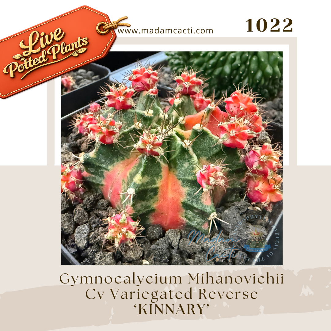 Live Potted Gymnocalycium (12).png