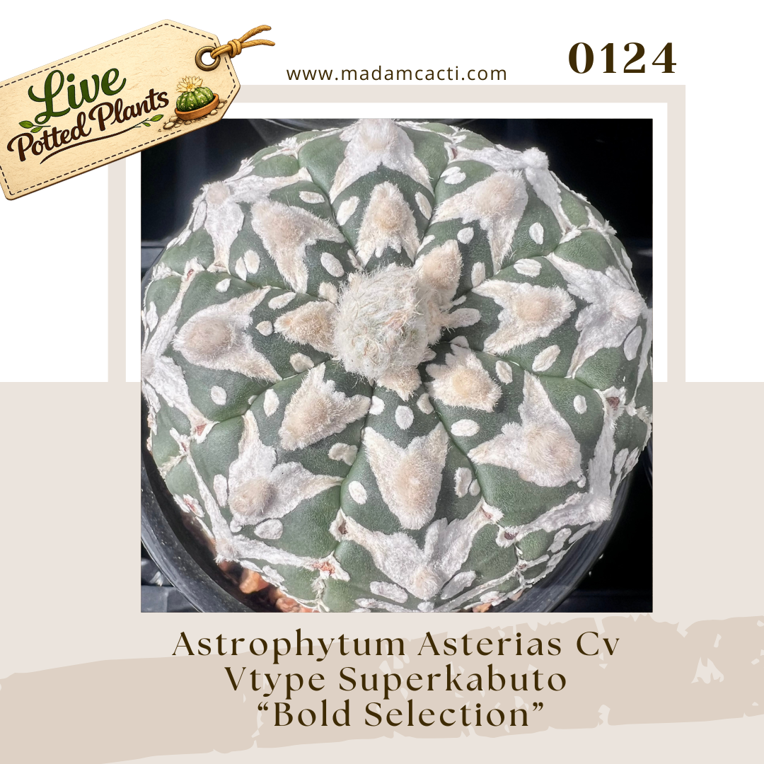 0124 – Astrophytum Asterias Cv Vtype Superkabuto “Bold Selection”