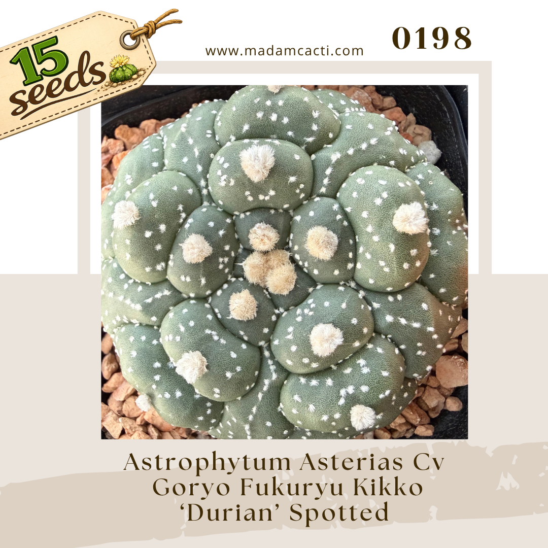 0198 – Astrophytum Asterias Cv. Goryo Fukuryu Kikko 'Durian' Spotted (15 Seeds)
