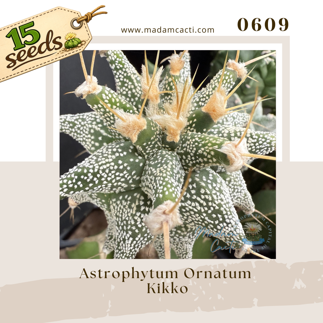 Seed Listing - Ornatum (3).png