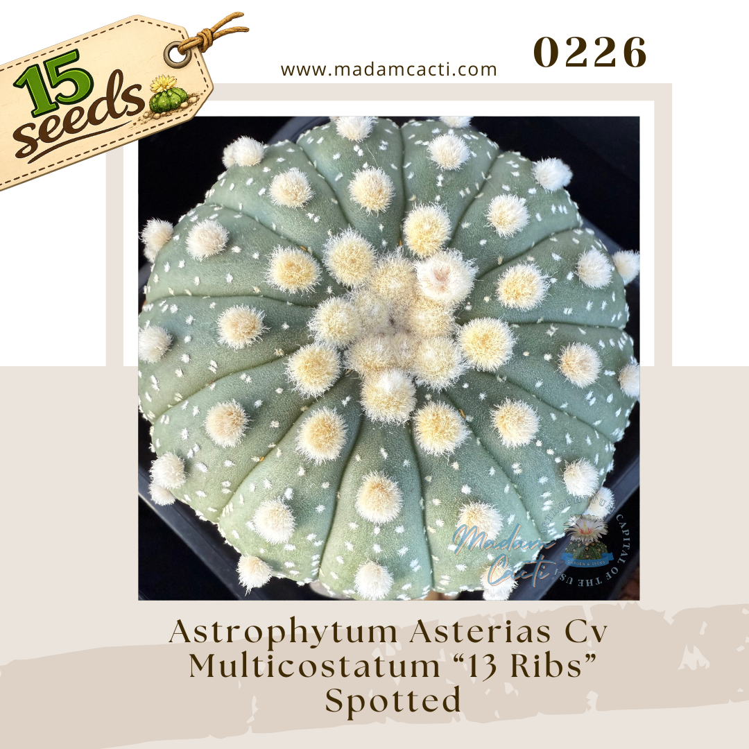 Seed Listing - ASTERIAS (41).png