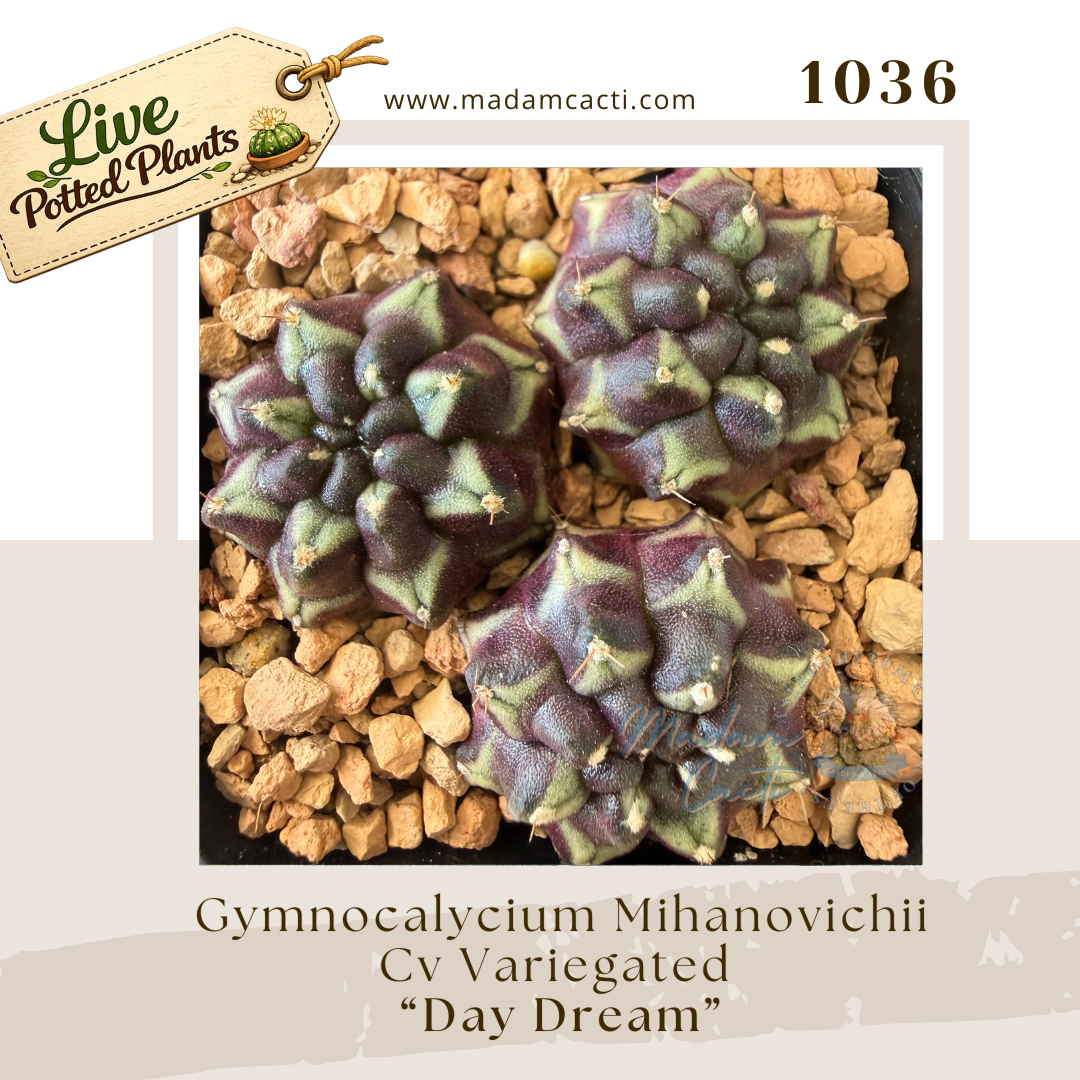 1036 – Gymnocalycium Mihanovichii Cv. Variegated “Day Dream”