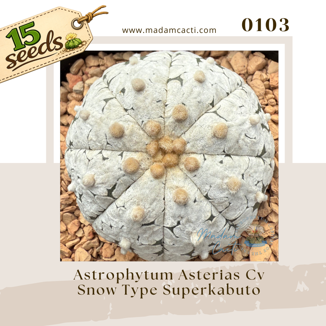 0103 – Astrophytum Asterias Cv. Snow Type Superkabuto (15 Seeds)