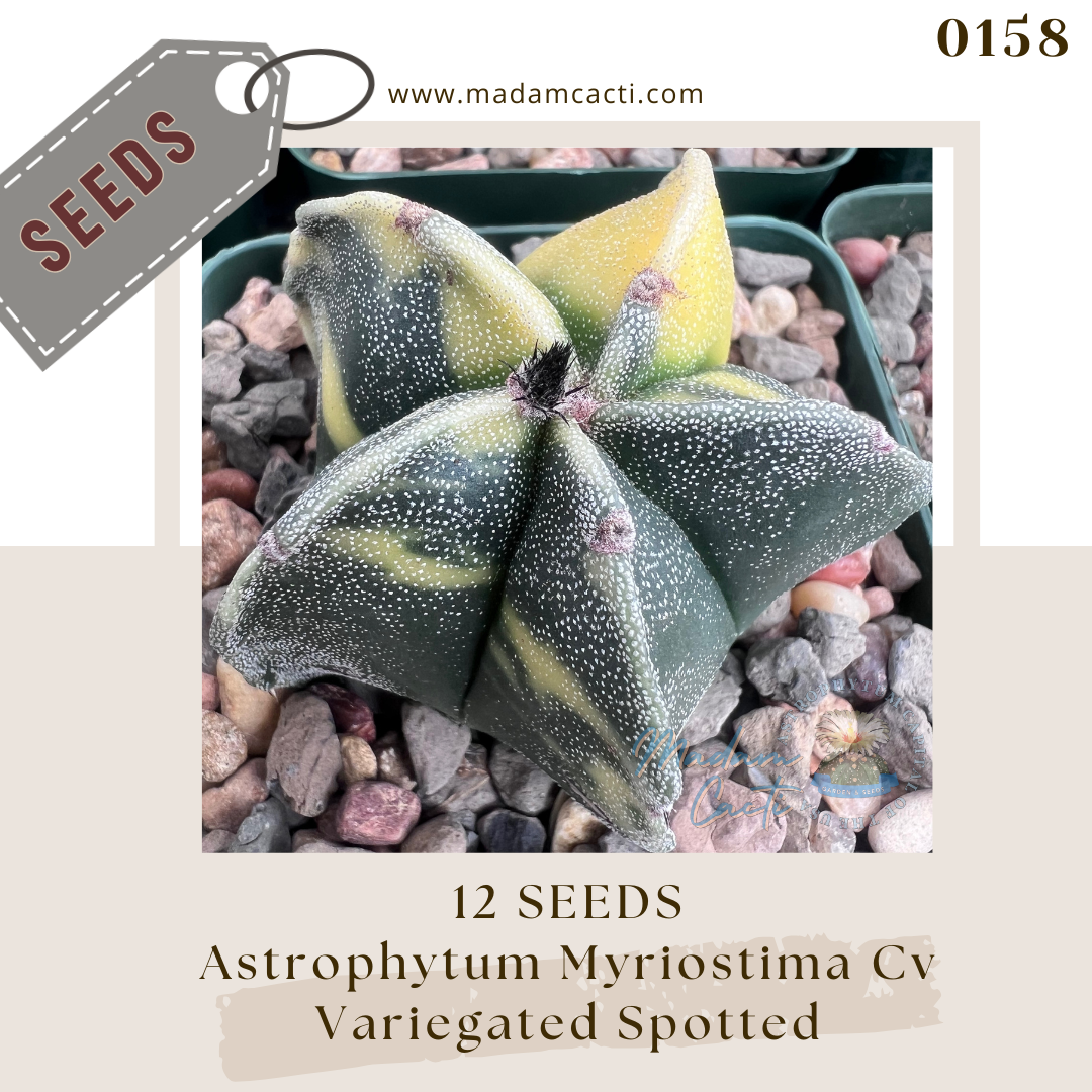 Seeds (24).png