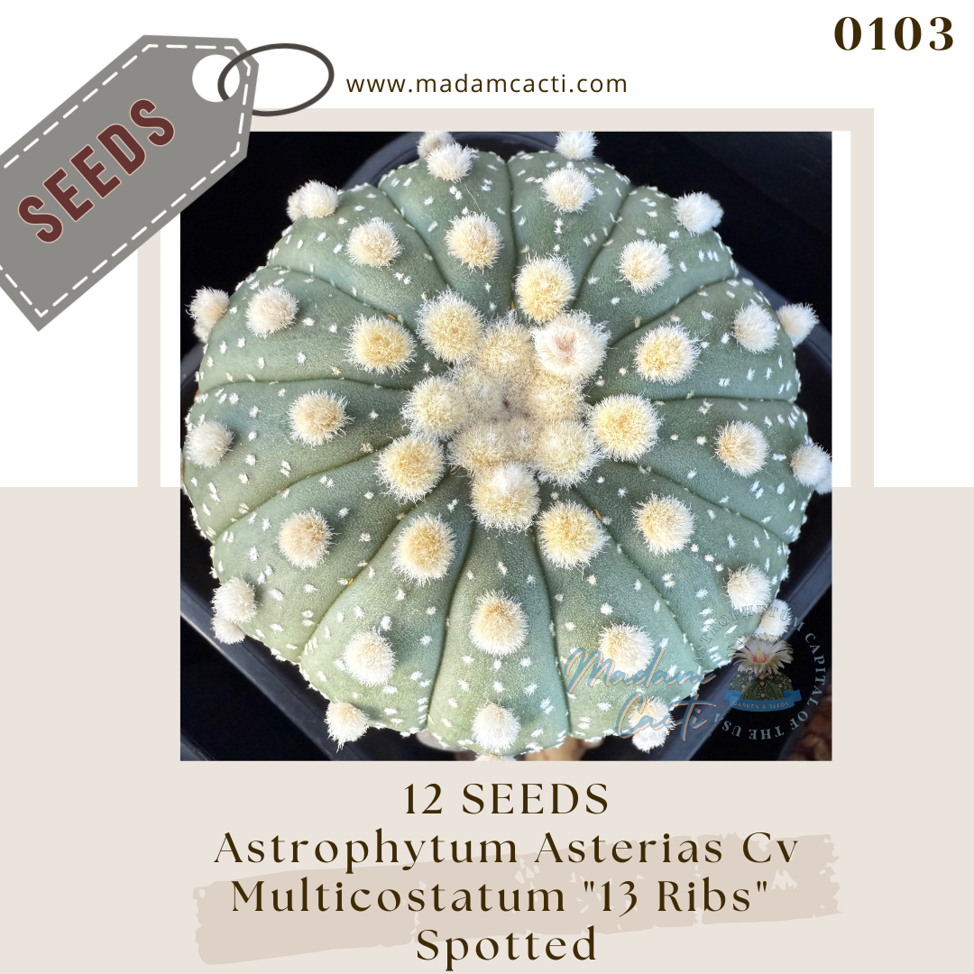 Seeds (42).png