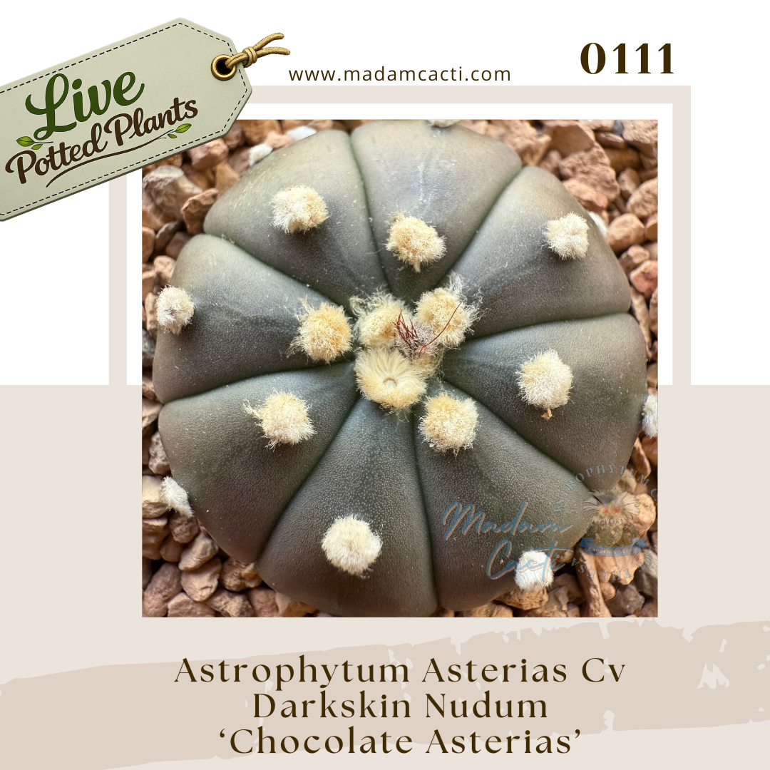 Asterias Live Plants (3).png
