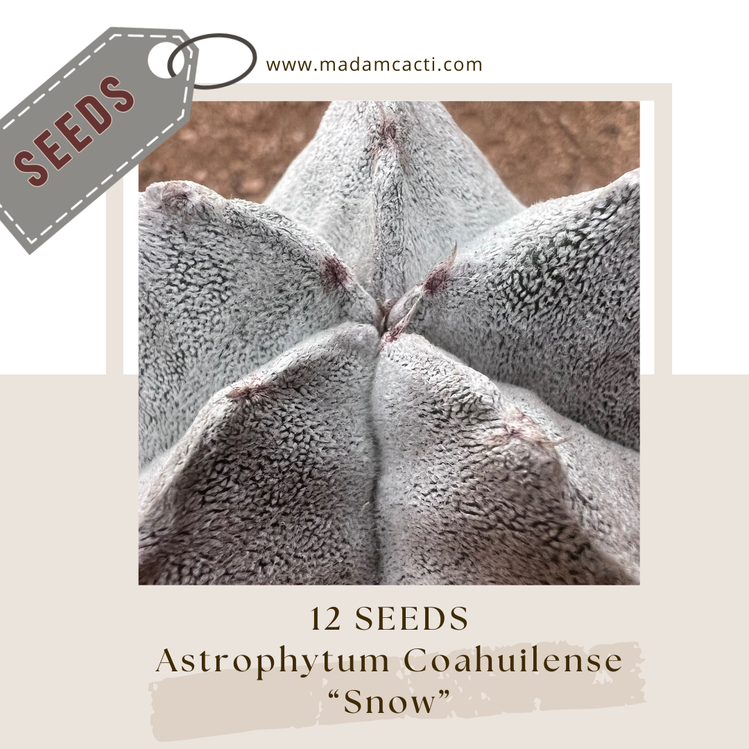 A. Coahuilense "Snow" (12 Seeds)
