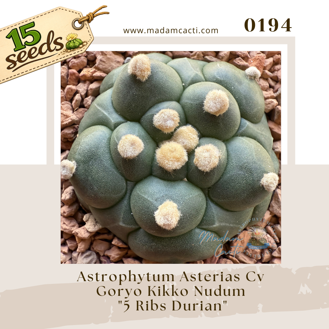 Seed Listing - ASTERIAS (64).png