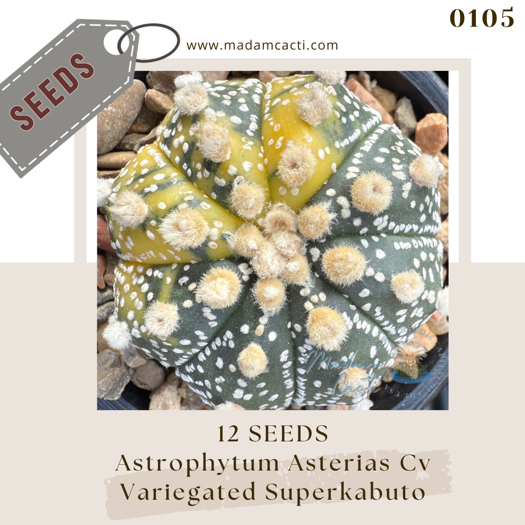 0105 Astrophytum Asterias Cv. Variegated Superkabuto Astrophytum *  (12 Seeds)