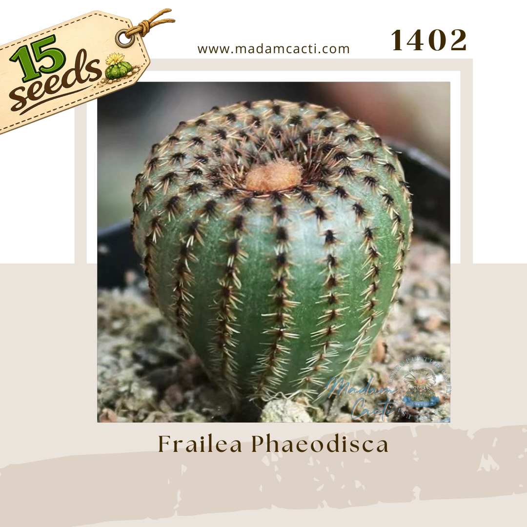 1402 – Frailea Phaeodisca (15 Seeds)