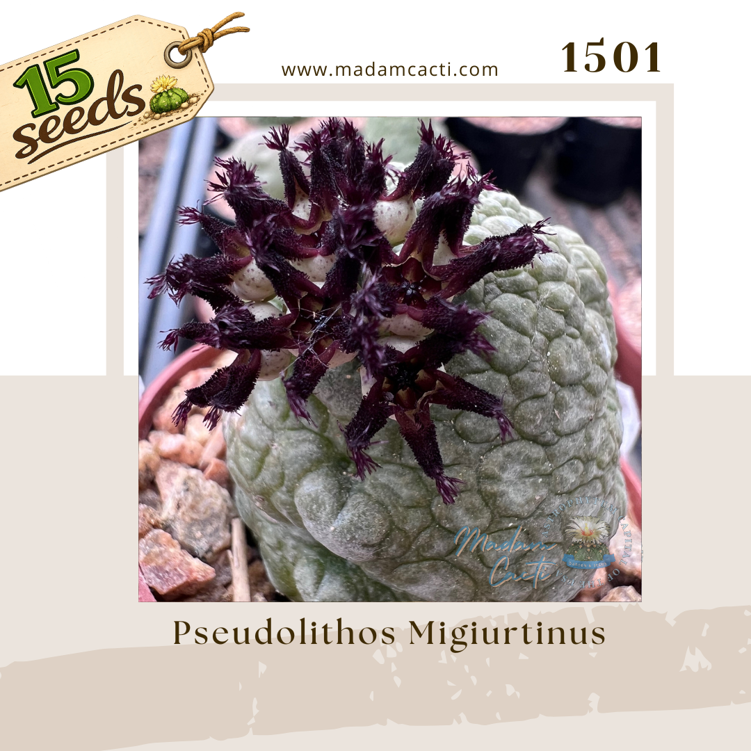 Seed Listing Other Rarities (6).png