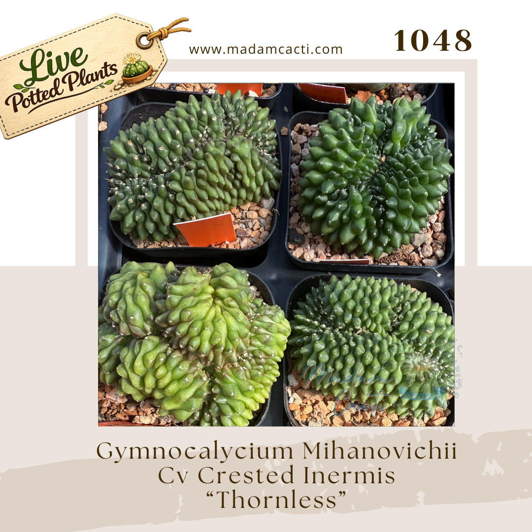 Live Potted Gymnocalycium (17).png