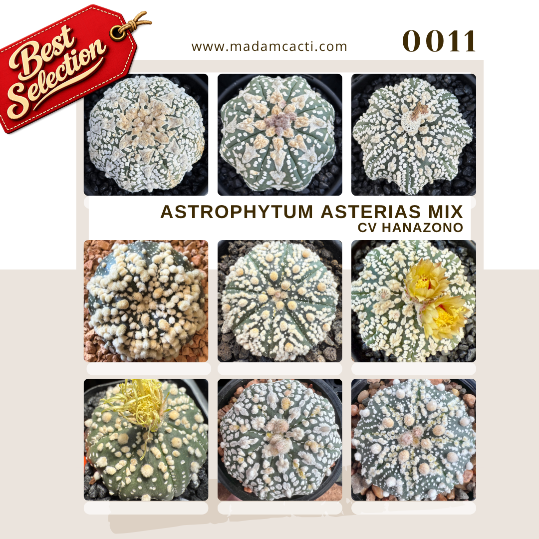 0011 – Astrophytum Asterias Cv. Hanazono Seed Mix
