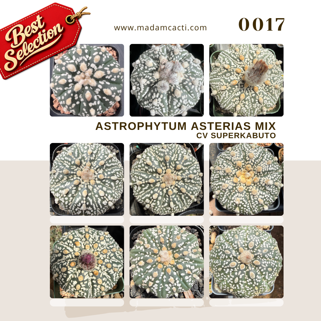 SEED MIXES (22).png