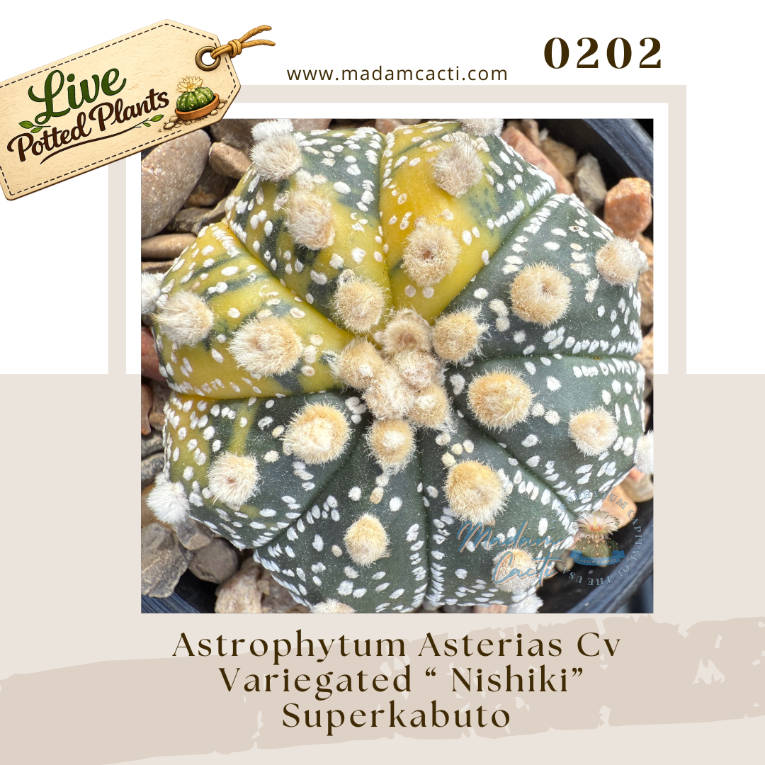 Asterias Live Plants (32).png