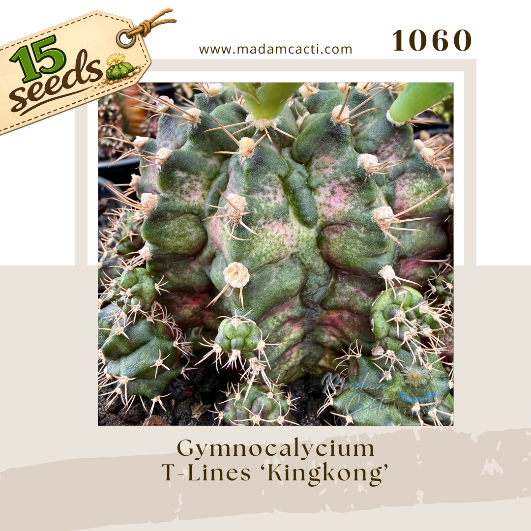 1060 – Gymnocalycium T-Lines ‘Kingkong’ (15 Seeds)