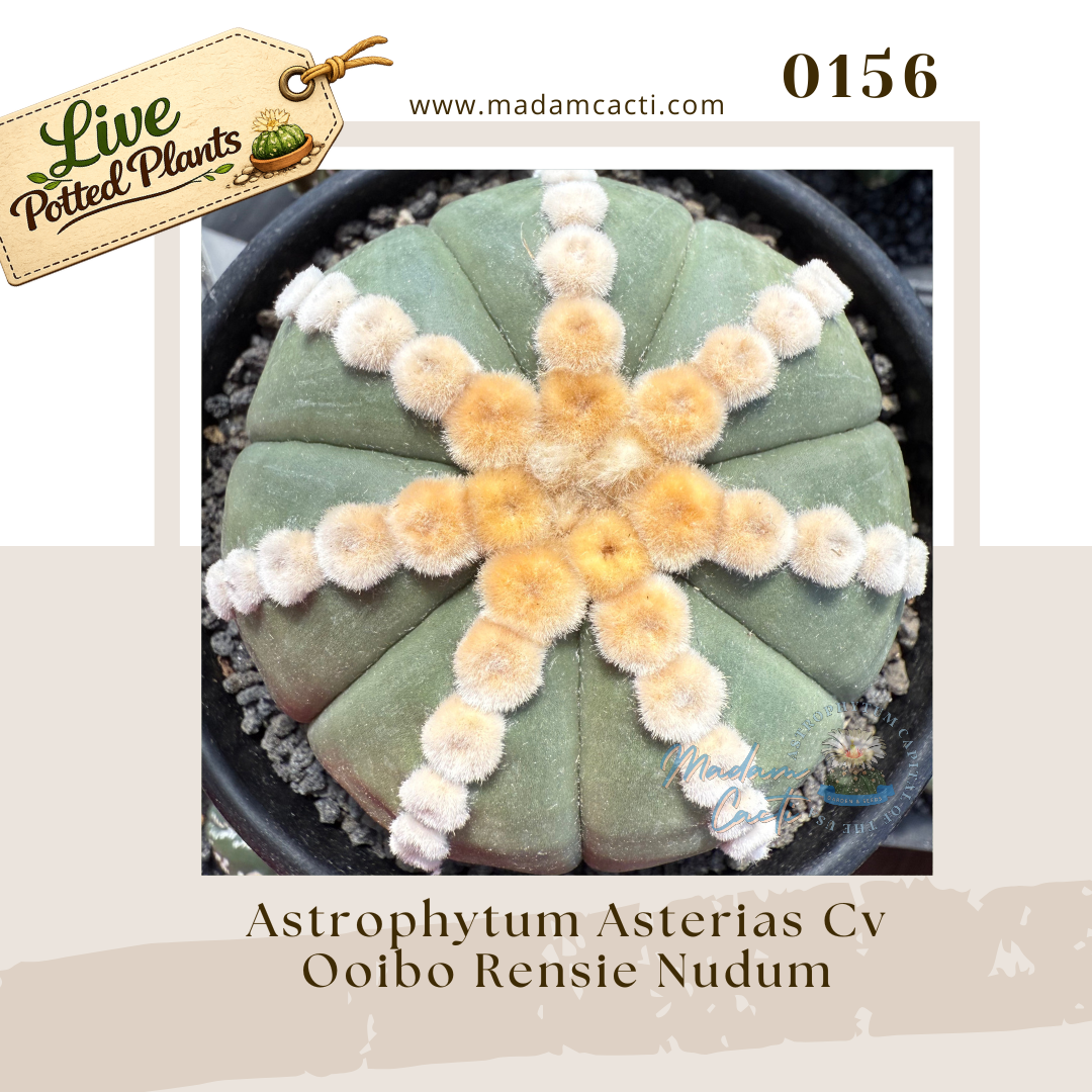 Asterias Live Plants (31).png