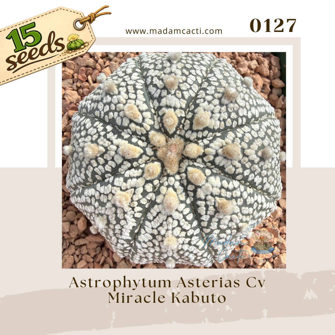 0127 – Astrophytum Asterias Cv. Miracle Kabuto (15 Seeds)