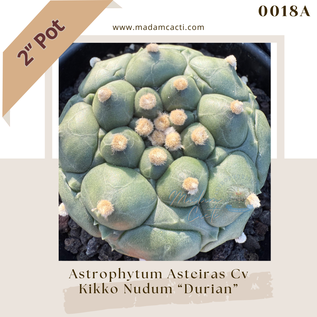 0018A  — Astrophytum asterias Cv. Kikko Nudum “Durian”