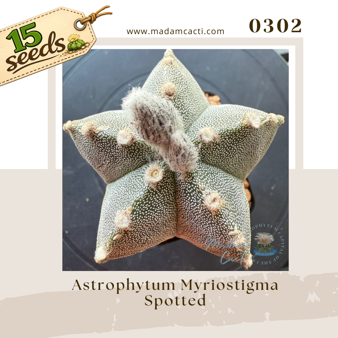 0302 – Astrophytum Myriostigma Spotted (15 Seeds)