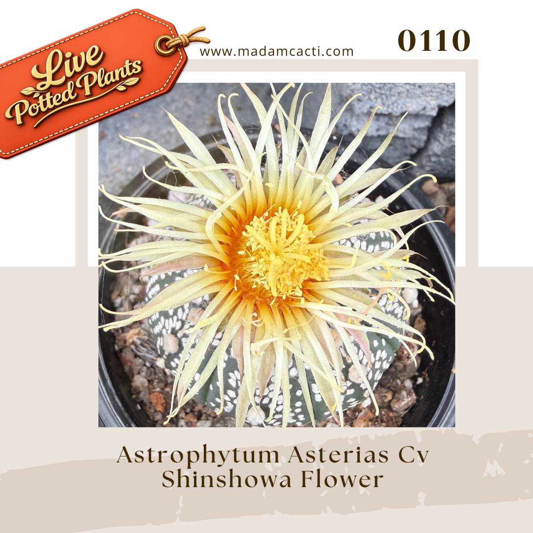 0110 – Astrophytum Asterias Cv. Shinshowa Flower Live Potted Plant