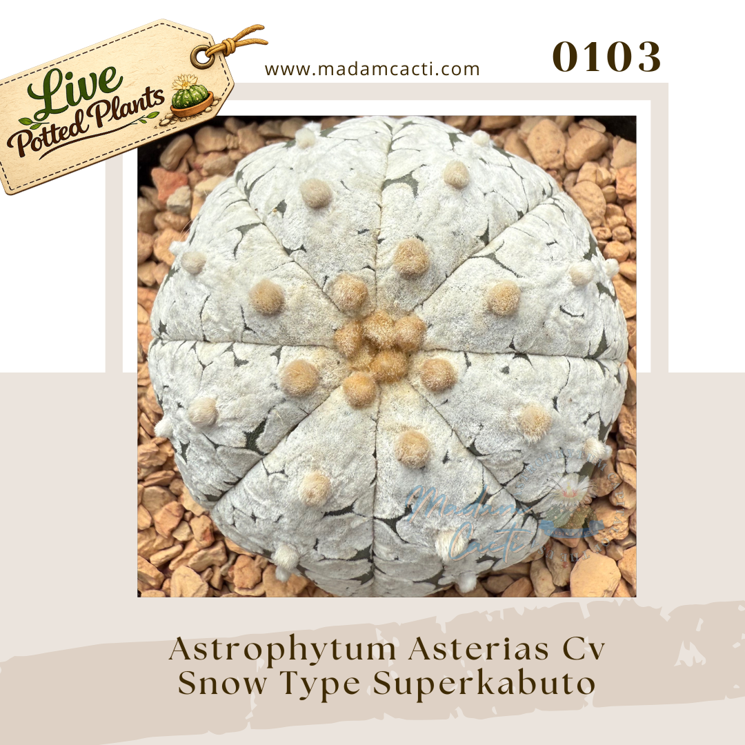 Asterias Live Plants (16).png