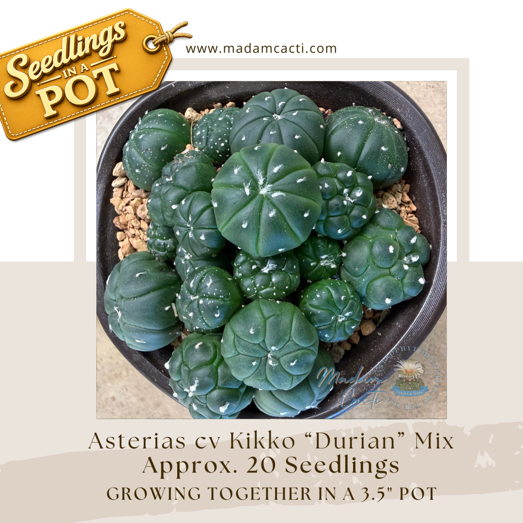 Seedlings in a pot Listing (Approx. 20 Seedlings)