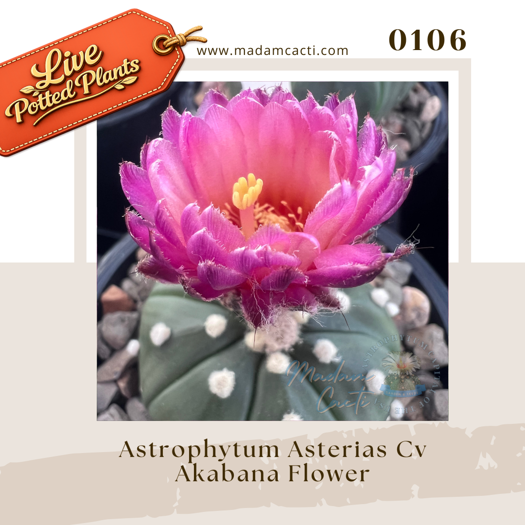 Asterias Live Plants (18).png