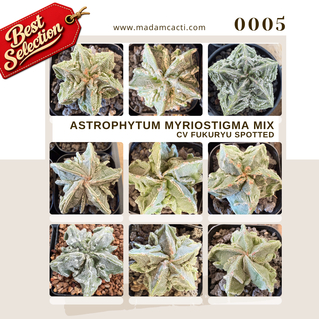 0005 – Astrophytum Myriostigma Cv. Fukuryu Spotted Seed Mix