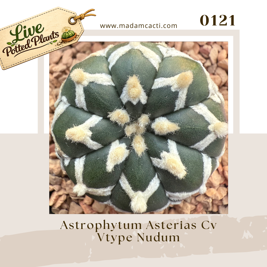 0121 – Astrophytum Asterias Cv Vtype Nudum