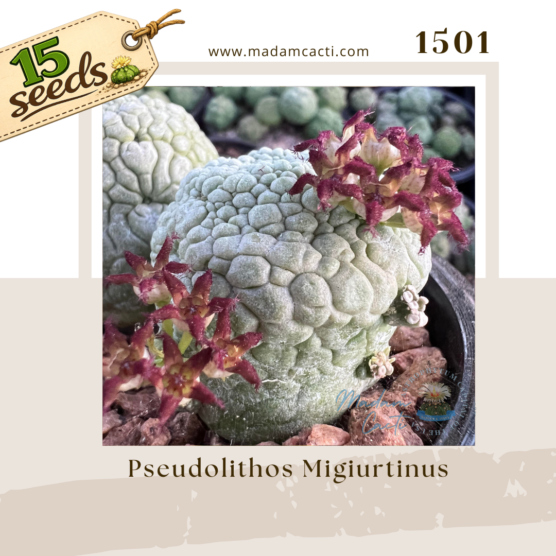 1501 – Pseudolithos Migiurtinus (15 Seeds)