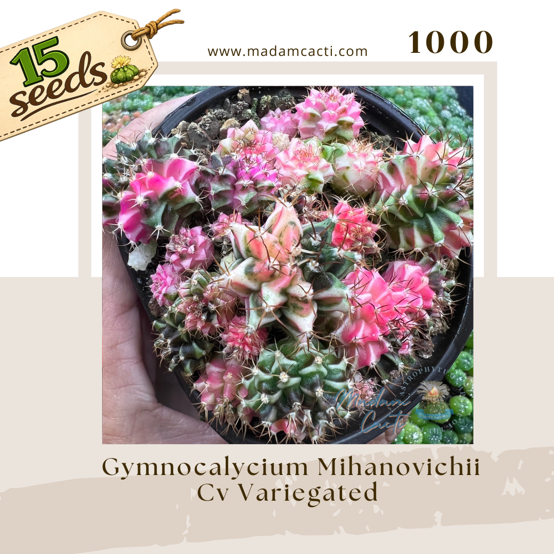 1000 – Gymnocalycium mihanovichii Cv. Variegated (15 Seeds)