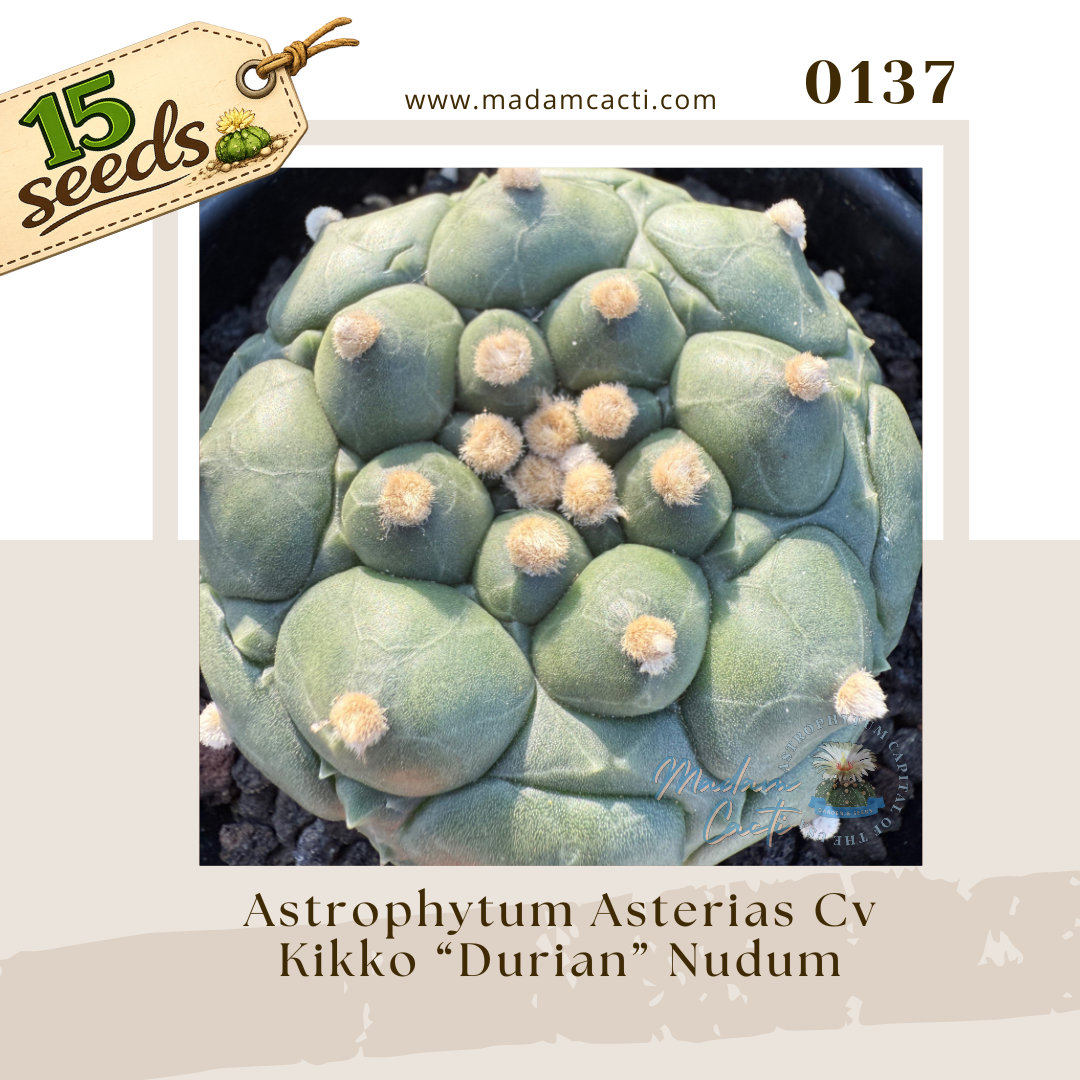 0137 – Astrophytum Asterias Cv. Kikko “Durian” Nudum (15 Seeds)