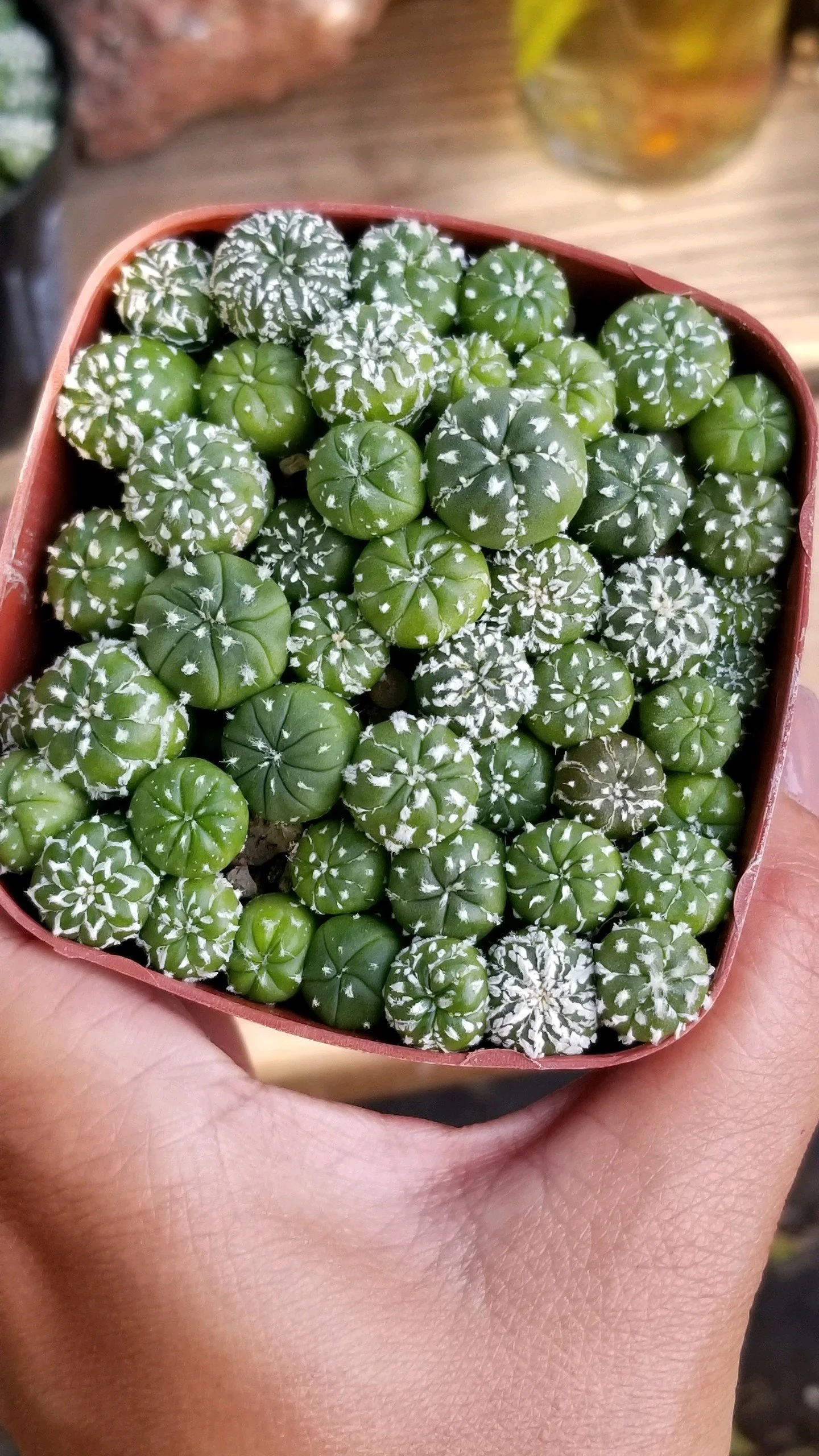 Close-up of a person's hand holding a small pot of green cactus with white markings.