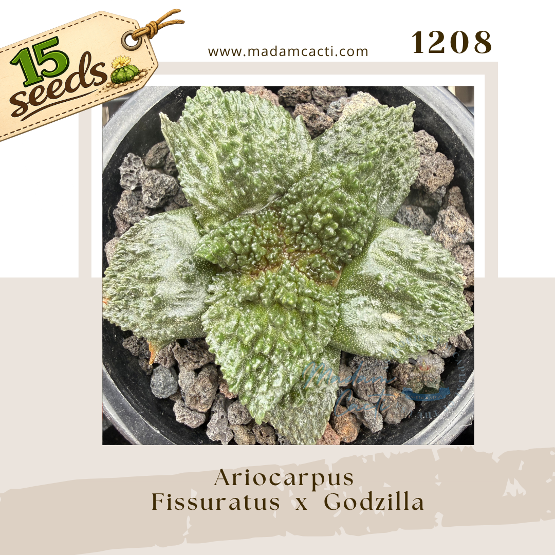 Copy of Seed Listing - ASTERIAS (3).png